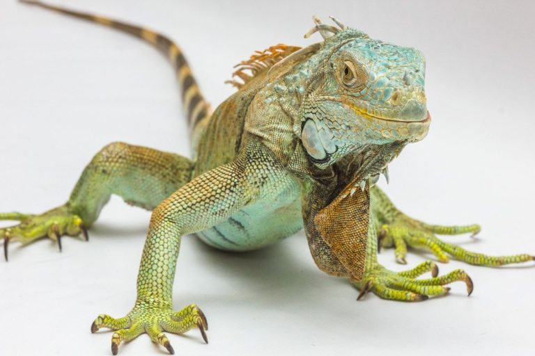 Iguana with Back Fangs Spotted for the First Time in Two Decades